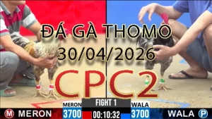 Video phát lại đá gà trực tiếp CPC2 ngày 30042026