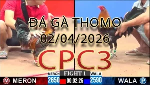 Video phát lại đá gà trực tiếp CPC3 ngày 02042026