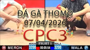 Video phát lại đá gà trực tiếp CPC3 ngày 07042026