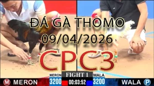 Video phát lại đá gà trực tiếp CPC3 ngày 09042026