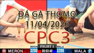 Video phát lại đá gà trực tiếp CPC3 ngày 11042026
