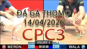 Video phát lại đá gà trực tiếp CPC3 ngày 14042026