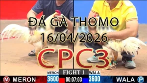 Video phát lại đá gà trực tiếp CPC3 ngày 16042026