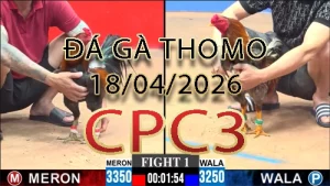 Video phát lại đá gà trực tiếp CPC3 ngày 18042026