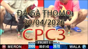Video phát lại đá gà trực tiếp CPC3 ngày 20042026