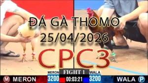 Video phát lại đá gà trực tiếp CPC3 ngày 25042026
