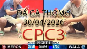 Video phát lại đá gà trực tiếp CPC3 ngày 30042026