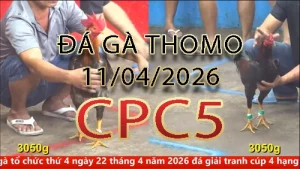Video phát lại đá gà trực tiếp CPC5 ngày 11042026