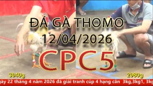 Video phát lại đá gà trực tiếp CPC5 ngày 12042026