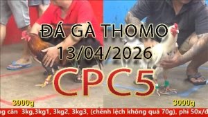 Video phát lại đá gà trực tiếp CPC5 ngày 13042026