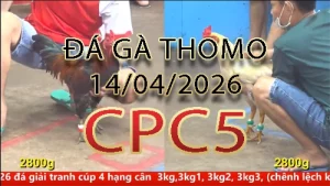 Video phát lại đá gà trực tiếp CPC5 ngày 14042026