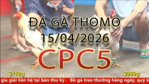 Video phát lại đá gà trực tiếp CPC5 ngày 15042026