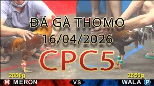 Video phát lại đá gà trực tiếp CPC5 ngày 16042026