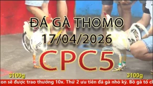 Video phát lại đá gà trực tiếp CPC5 ngày 17042026