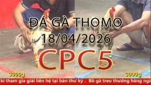 Video phát lại đá gà trực tiếp CPC5 ngày 18042026