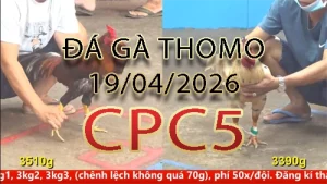 Video phát lại đá gà trực tiếp CPC5 ngày 19042026