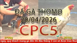 Video phát lại đá gà trực tiếp CPC5 ngày 20042026
