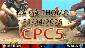 Video phát lại đá gà trực tiếp CPC5 ngày 21042026