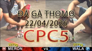 Video phát lại đá gà trực tiếp CPC5 ngày 22042026