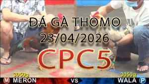 Video phát lại đá gà trực tiếp CPC5 ngày 23042026