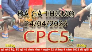 Video phát lại đá gà trực tiếp CPC5 ngày 24042026
