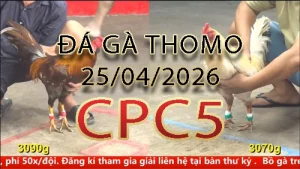 Video phát lại đá gà trực tiếp CPC5 ngày 25042026