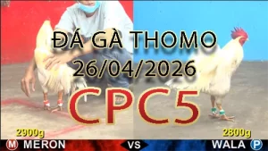Video phát lại đá gà trực tiếp CPC5 ngày 26042026