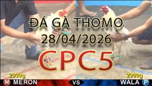 Video phát lại đá gà trực tiếp CPC5 ngày 28042026