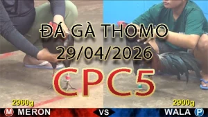 Video phát lại đá gà trực tiếp CPC5 ngày 29042026