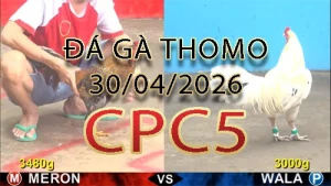 Video phát lại đá gà trực tiếp CPC5 ngày 30042026