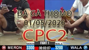 Video phát lại đá gà trực tiếp CPC2 ngày 01052026