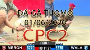 Video phát lại đá gà trực tiếp CPC2 ngày 01062026