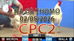 Video phát lại đá gà trực tiếp CPC2 ngày 02052026