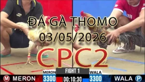 Video phát lại đá gà trực tiếp CPC2 ngày 03052026