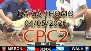 Video phát lại đá gà trực tiếp CPC2 ngày 04052026
