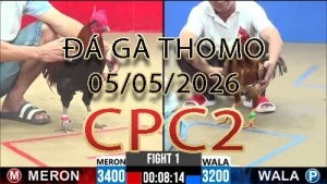 Video phát lại đá gà trực tiếp CPC2 ngày 05052026