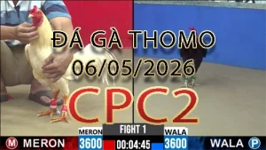Video phát lại đá gà trực tiếp CPC2 ngày 06052026