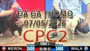 Video phát lại đá gà trực tiếp CPC2 ngày 07052026