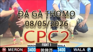 Video phát lại đá gà trực tiếp CPC2 ngày 08052026