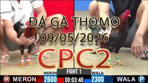 Video phát lại đá gà trực tiếp CPC2 ngày 09052026