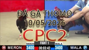 Video phát lại đá gà trực tiếp CPC2 ngày 10052026