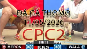 Video phát lại đá gà trực tiếp CPC2 ngày 11052026