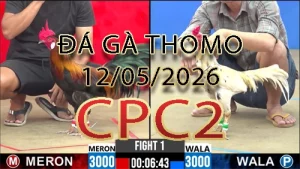 Video phát lại đá gà trực tiếp CPC2 ngày 12052026