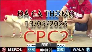 Video phát lại đá gà trực tiếp CPC2 ngày 13052026