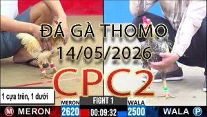 Video phát lại đá gà trực tiếp CPC2 ngày 14052026