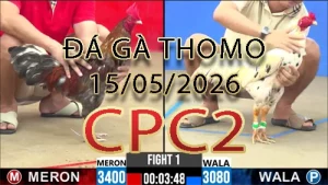 Video phát lại đá gà trực tiếp CPC2 ngày 15052026