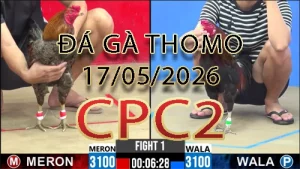 Video phát lại đá gà trực tiếp CPC2 ngày 17052026