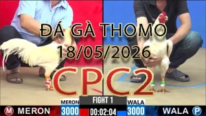 Video phát lại đá gà trực tiếp CPC2 ngày 18052026
