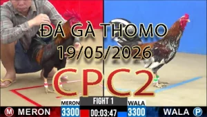 Video phát lại đá gà trực tiếp CPC2 ngày 19052026