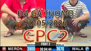 Video phát lại đá gà trực tiếp CPC2 ngày 20052026